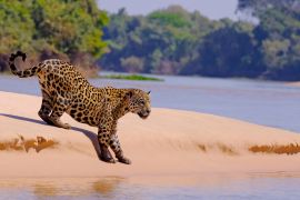 Lais Puzzle - Jaguar, Panthera Onca, Weibchen, Fluss Cuiaba, Porto Jofre, Pantanal Matogrossense, Mato Grosso do Sul, Brasilien - 2.000 Teile