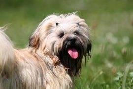 Lais Puzzle - Lhasa Apso - 2.000 Teile