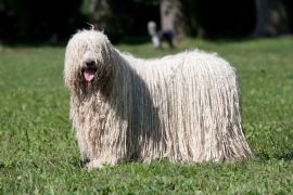 Lais Puzzle - Komondor - 2.000 Teile