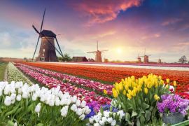 Lais Puzzle - Farbenfroher Sonnenuntergang auf Tulpenfarm in Holland mit Windmühlen - 2.000 Teile