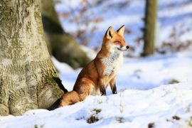 Lais Puzzle - Fuchs - 2.000 Teile