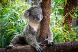 Lais Puzzle - Koala - 2.000 Teile