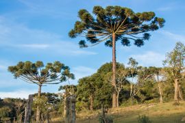 Lais Puzzle - Araucaria-Baum am sonnigen Tag im ländlichen Bereich, Chile - 2.000 Teile