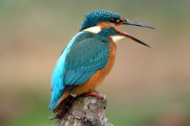 Lais Puzzle - Kingfisher Eisvogel - 2.000 Teile