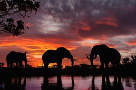 Lais Puzzle - Elefanten im Sonnenuntergang an einem Fluss - 2.000 Teile