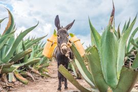 Lais Puzzle - Schöner Esel bei den Maguey-Feldern in Tlaxcala, Mexiko - 2.000 Teile