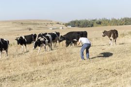 Lais Puzzle - Mann macht Foto von Kühen - 2.000 Teile