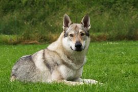 Lais Puzzle - Tschechoslowakischer Wolfhund - 2.000 Teile