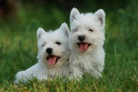 Lais Puzzle - West Highland White Terrier - 2.000 Teile