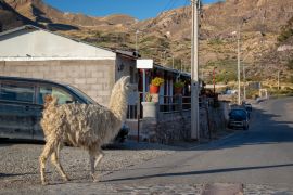Lais Puzzle - Lama geht in einer Straße von Putre, Chile - 2.000 Teile