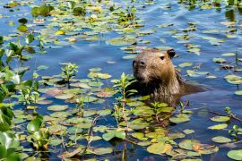 Lais Puzzle - Ein Wasserschwein streckt seinen Kopf aus dem mit Pflanzen bewachsenen Wasser des Ibera-Feuchtgebiets (Esteros del Ibera) in der Nähe des Dorfes Colonia Carlos Pellegrini in der Provinz Corrientes im Norden Argentiniens. - 2.000 Teile