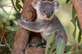 Lais Puzzle - Koala Joey umarmt einen Baumast - 2.000 Teile