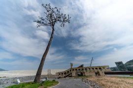 Lais Puzzle - Kiefernbaum in Rikuzentakata, Iwate, Japan - 2.000 Teile