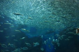 Lais Puzzle - Meereswelt Fukuoka, Japan - 2.000 Teile