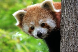 Lais Puzzle - Roter Panda - 2.000 Teile