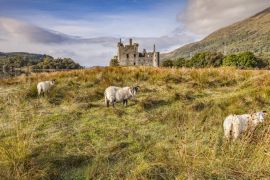 Lais Puzzle - Schottische Blackface-Rammen auf Kilchurn Castle, Argyll und Bute, Schottland - 2.000 Teile