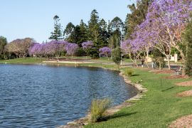 Lais Puzzle - Blühende Jacarandas säumen im Frühling die Seen an der University of Queensland, Australien - 2.000 Teile