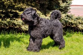 Lais Puzzle - Bouvier des Flandres - 2.000 Teile