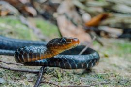 Lais Puzzle - Chironius scurrulus in San José del Guaviare, Kolumbien - 2.000 Teile