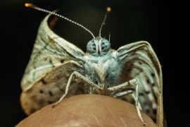 Lais Puzzle - Kleiner Schmetterling, aufgenommen in San José del Guaviare, Kolumbien - 2.000 Teile