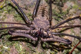 Lais Puzzle - Peitschenspinne im Regenwald von San José del Guaviare, Kolumbien - 2.000 Teile