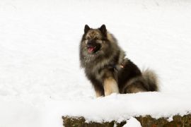 Lais Puzzle - Deutscher Wolfsspitz - 2.000 Teile