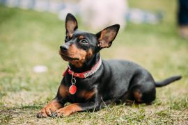 Lais Puzzle - Zwergpinscher - 2.000 Teile