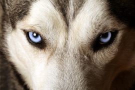 Lais Puzzle - Eskimohund - 2.000 Teile