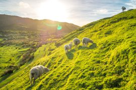 Lais Puzzle - Schafe in Irland - 2.000 Teile