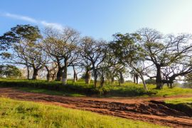 Lais Puzzle - Schöne Seidenraupenbäume im Juan Domingo Peron Park (Paso de los libres, Argentinien) - 2.000 Teile