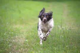 Lais Puzzle - Deutscher Wachtelhund - 2.000 Teile