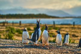 Lais Puzzle - Die Pinguinkolonie auf der Insel im Beagle-Kanal. Argentinisches Patagonien. Ushuaia - 2.000 Teile