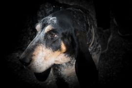 Lais Puzzle - Grand Bleu de Gascogne - 2.000 Teile