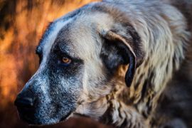 Lais Puzzle - Rafeiro do Alentejo - 2.000 Teile