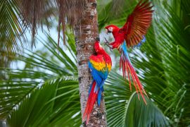 Lais Puzzle - Zwei Ara macao, Scharlachara, Paar große, rot gefärbte, amazonische Papageien in der Nähe des Nistplatzes auf einer Palme, ausgestreckte Flügel, langer roter Schwanz gegen feuchten Wald. Manu-Nationalpark, Peru, Amazonasbecken - 2.000 Teile