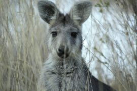 Lais Puzzle - Mutter Wallaby im trockenen Gras auf einer Farm in Tamworth, Rural Australia - 2.000 Teile