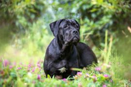 Lais Puzzle - Cane Corso - 2.000 Teile