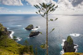 Lais Puzzle - Norfolk Pine an der Küste der Insel Norfolk, Australien - 2.000 Teile