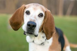 Lais Puzzle - English Foxhound - 2.000 Teile