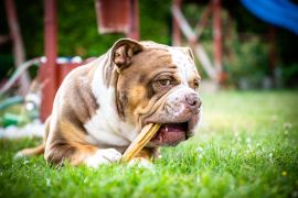 Lais Puzzle - Olde English Bulldogge - 2.000 Teile