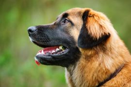Lais Puzzle - Leonberger - 2.000 Teile