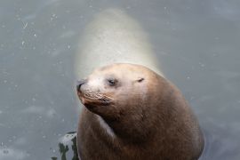 Lais Puzzle - Seelöwe im Otaru Aquarium, Japan - 2.000 Teile