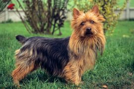 Lais Puzzle - Australian Terrier - 2.000 Teile
