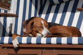 Lais Puzzle - Hamiltonstövare - 2.000 Teile