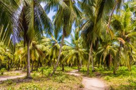 Lais Puzzle - Ein Blick im Tayrona-Nationalpark in Kolumbien - 2.000 Teile
