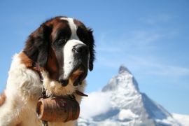 Lais Puzzle - Bernhardiner mit Matterhorn - 2.000 Teile