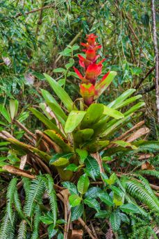 Lais Puzzle - Bromelie im Nationalpark Podocarpus im Süden Ecuadors - 2.000 Teile