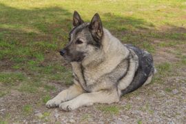 Lais Puzzle - Norwegischer Elchhund - 2.000 Teile
