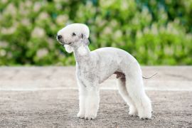 Lais Puzzle - Bedlington Terrier - 2.000 Teile