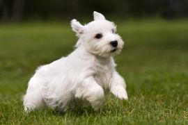 Lais Puzzle - Sealyham Terrier - 2.000 Teile